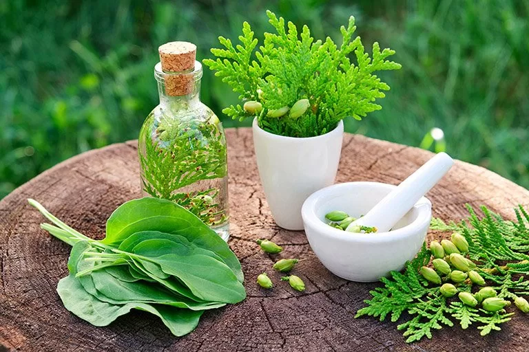 Sức Mạnh Của Dược Liệu Khi Chăm Sóc Sức Khỏe tại Làng Oa Bảo Lộc cham soc suc khoe bang duoc lieu tai lang oa 3 jpg