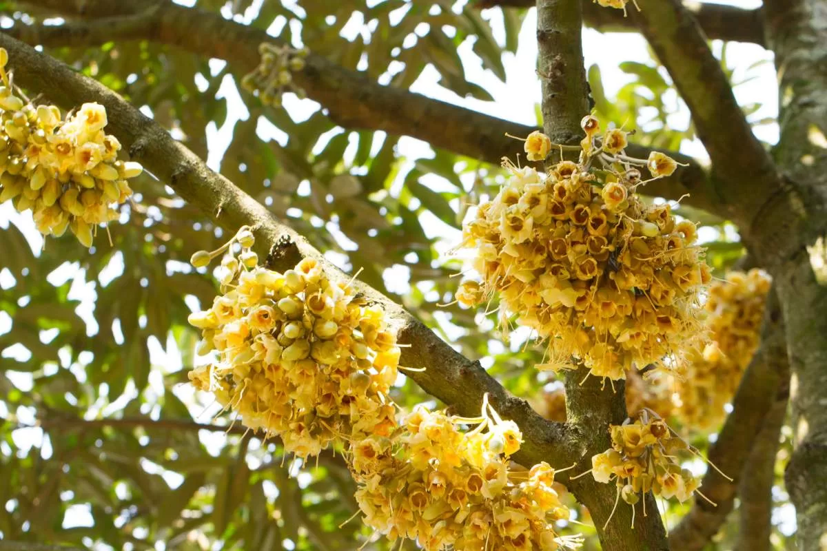 những cây sầu riêng trị giá triệu đô tại làng oa