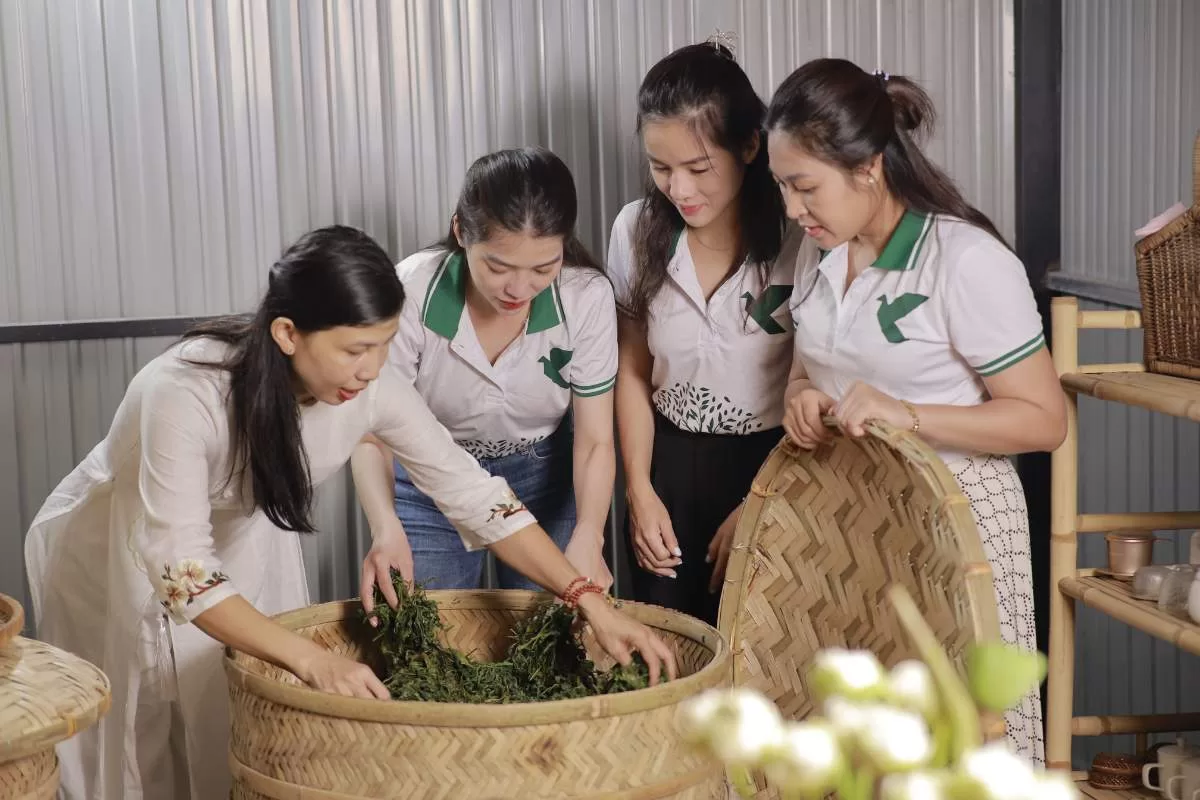 quy trình làm trà làng oa khâu lên men