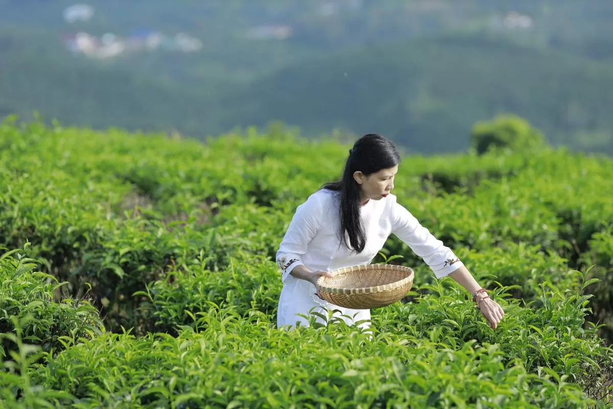Bàn về nghệ thuật thưởng trà của người Việt vườn trà làng oa