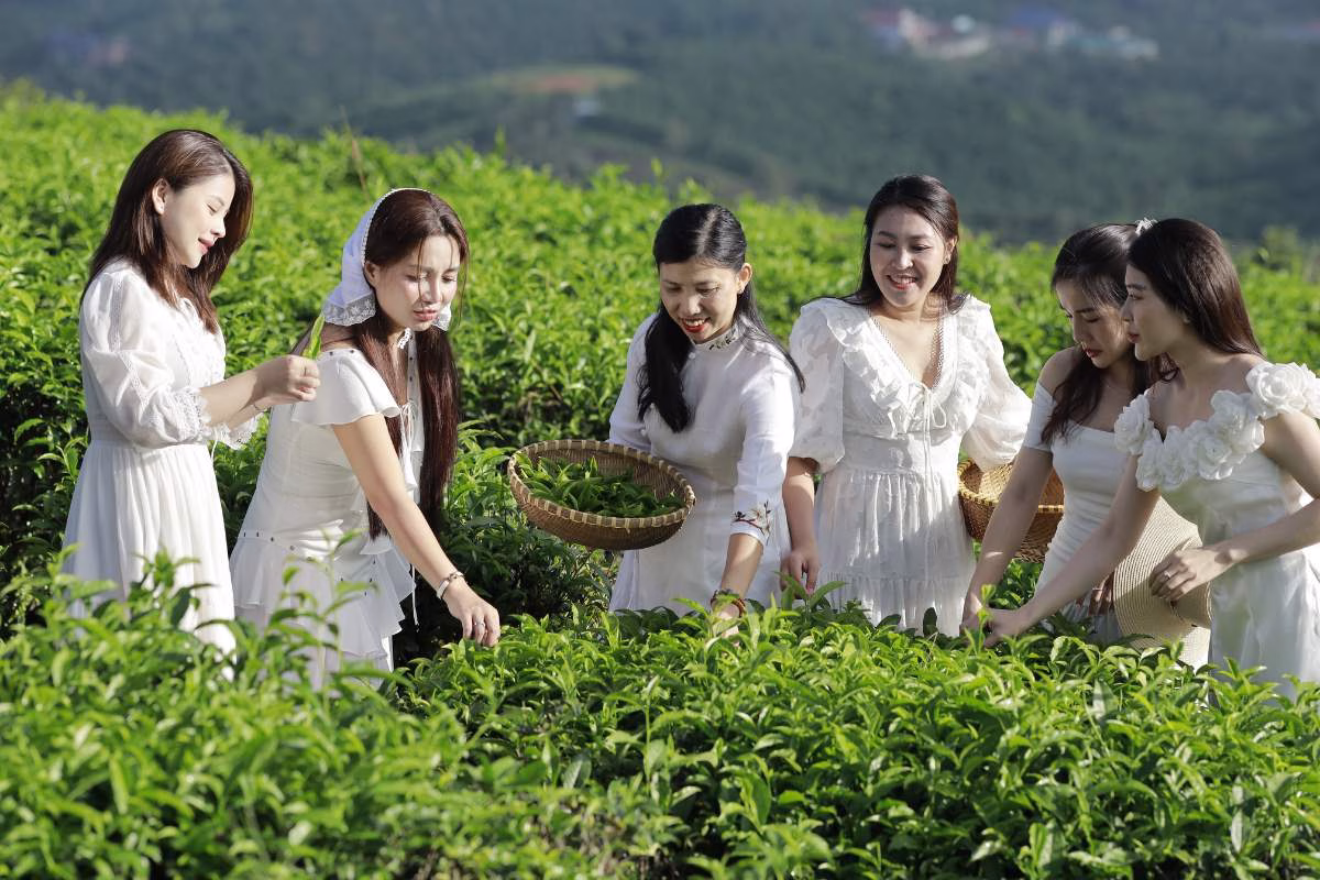 Trà làng oa khi thức uống là thuốc