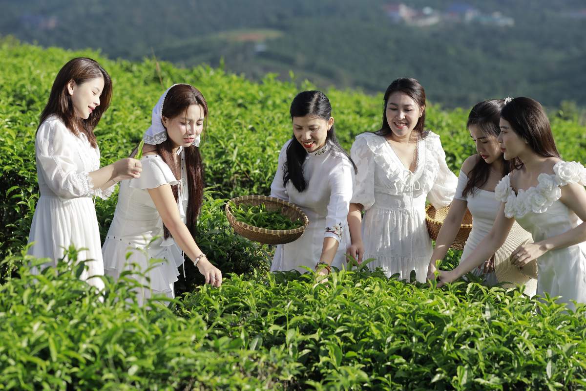 Trà làng oa khi thức uống là thuốc