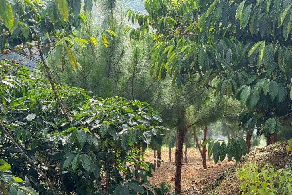 cây xanh nguyên bản - trái tim của cao nguyên bảo lộc