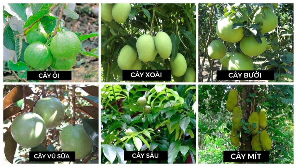 Giá Trị Thực Của Đất Nông Nghiệp: Không Gian Xanh & Lối Sống Bền Vững Trong Quy Hoạch Hiện Đại những loại cây trồng phù hợp với đất nông nghiệp trong khu dân cư làng oa bảo lộc