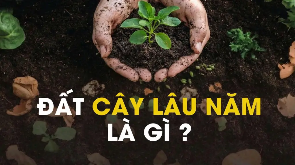 Đất CLN là gì? Pháp lý, hạn mức & có được xây nhà được không. (Nguồn: Ảnh minh hoạ)