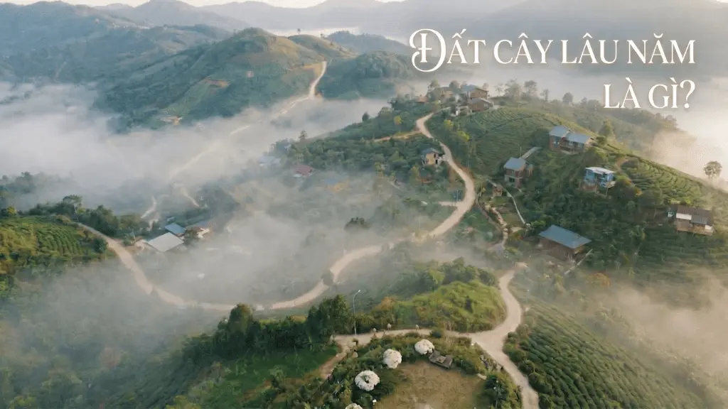 Đất cây lầu năm là gì?