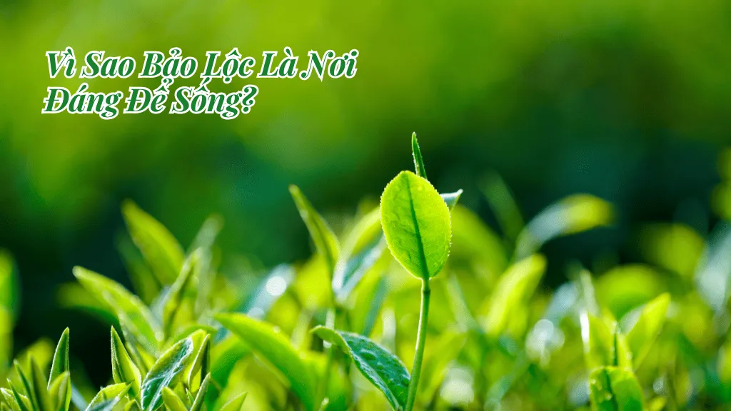 Vì sao Bảo Lộc là nơi đáng sống nhất so với hiện tại.