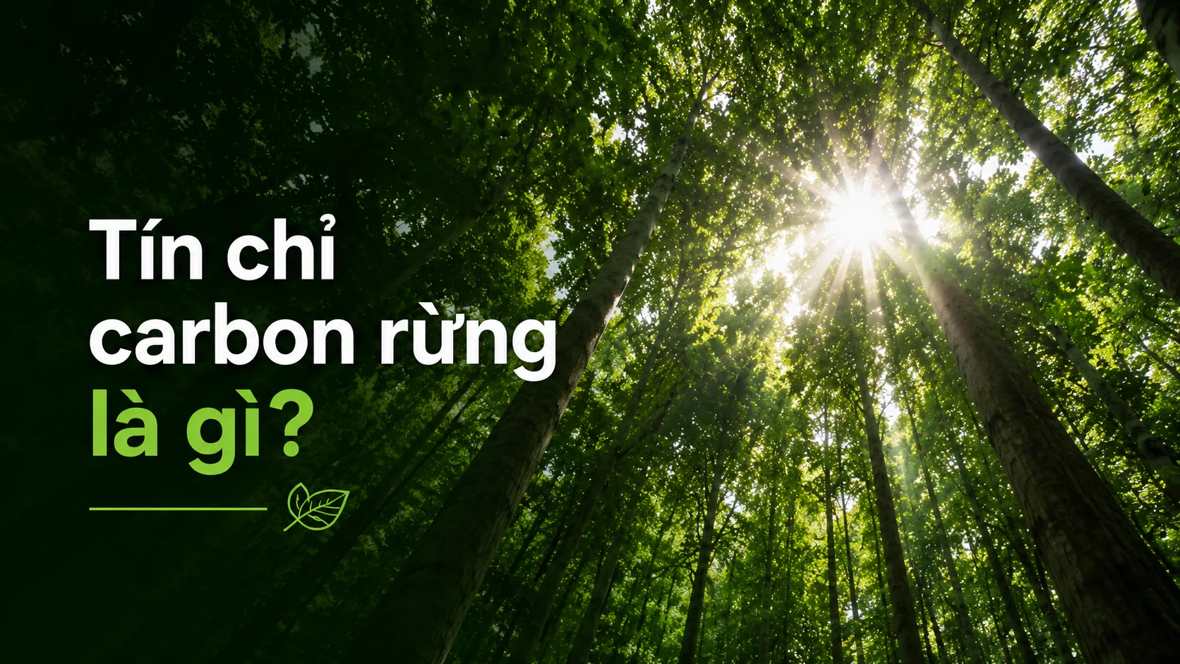 Tín chỉ carbon rừng là gì? Hệ sinh thái rừng và tiềm năng phát triển tín chỉ carbon.