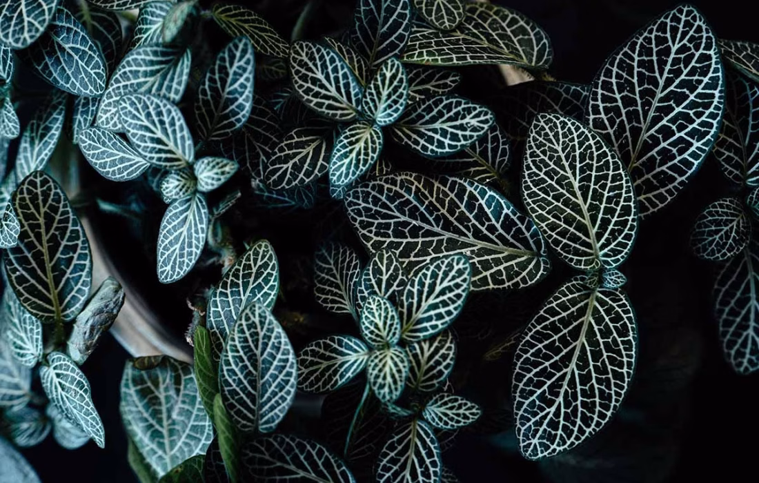 dark-leaves-in-the-forest-foliage-background-in-na-2022-03-09-19-00-29-utc.jpg